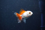 2Pack Baby Thai Oranda   2 Inch (ID#1025ToPTD-18) Free2Day SHIPPING