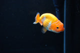 Ranchu  Red White 2.5 Inch (ID#1126R1c-72) Free2Day SHIPPING