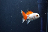 2Pack Baby Thai Oranda   2 Inch (ID#1025ToPTD-18) Free2Day SHIPPING