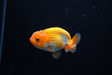 Ranchu  Red White 2.5 Inch (ID#1126R1c-72) Free2Day SHIPPING