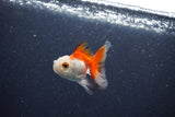 2Pack Baby Thai Oranda   2 Inch (ID#1025ToPTD-18) Free2Day SHIPPING