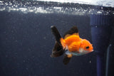 2Pack Baby Thai Oranda   2 Inch (ID#1025ToPTD-18) Free2Day SHIPPING