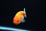 Ranchu  Sakura 3 Inch (ID#1126R1c-73) Free2Day SHIPPING