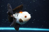 Thai Oranda  Tricolor 4 Inch (ID#422T2c-120) Free2Day SHIPPING