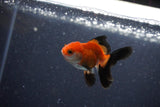 2Pack Baby Thai Oranda   2 Inch (ID#1025ToPTD-18) Free2Day SHIPPING