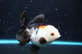 Thai Oranda  Tricolor 4 Inch (ID#422T2c-120) Free2Day SHIPPING