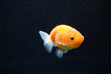 Ranchu  Sakura 3 Inch (ID#1126R1c-73) Free2Day SHIPPING