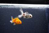 2Pack Baby Thai Oranda   2 Inch (ID#1025ToPTD-19) Free2Day SHIPPING