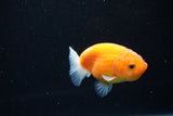 Ranchu  Sakura 3 Inch (ID#1126R1c-73) Free2Day SHIPPING