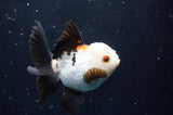 Thai Oranda  Tricolor 4 Inch (ID#422T2c-120) Free2Day SHIPPING