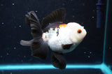 Thai Oranda  Tricolor 4 Inch (ID#422T2c-120) Free2Day SHIPPING