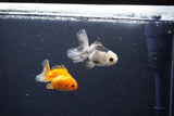 2Pack Baby Thai Oranda   2 Inch (ID#1025ToPTD-19) Free2Day SHIPPING