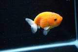 Ranchu  Sakura 3 Inch (ID#1126R1c-73) Free2Day SHIPPING