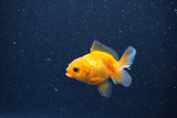 2Pack Baby Thai Oranda   2 Inch (ID#1025ToPTD-19) Free2Day SHIPPING