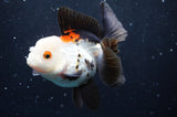 Thai Oranda  Tricolor 4 Inch (ID#422T2c-120) Free2Day SHIPPING