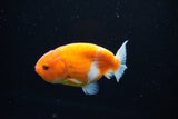 Ranchu  Sakura 3 Inch (ID#1126R1c-73) Free2Day SHIPPING