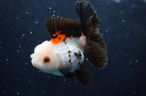 Thai Oranda  Tricolor 4 Inch (ID#422T2c-120) Free2Day SHIPPING