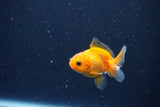 2Pack Baby Thai Oranda   2 Inch (ID#1025ToPTD-19) Free2Day SHIPPING