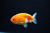 Ranchu  Sakura 3 Inch (ID#1126R1c-73) Free2Day SHIPPING