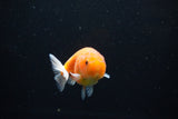 Ranchu  Sakura 3 Inch (ID#1126R1c-73) Free2Day SHIPPING