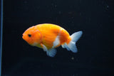 Ranchu  Sakura 3 Inch (ID#1126R1c-73) Free2Day SHIPPING