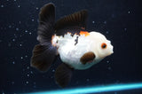 Thai Oranda  Tricolor 4 Inch (ID#422T2c-120) Free2Day SHIPPING