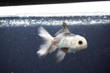 2Pack Baby Thai Oranda   2 Inch (ID#1025ToPTD-19) Free2Day SHIPPING