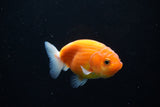 Ranchu  Sakura 3 Inch (ID#1126R1c-73) Free2Day SHIPPING