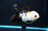 Thai Oranda  Tricolor 4 Inch (ID#422T2c-120) Free2Day SHIPPING