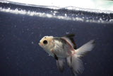 2Pack Baby Thai Oranda   2 Inch (ID#1025ToPTD-19) Free2Day SHIPPING