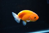 Ranchu  Sakura 3 Inch (ID#1126R1c-73) Free2Day SHIPPING