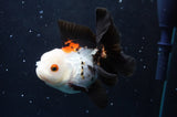 Thai Oranda  Tricolor 4 Inch (ID#422T2c-120) Free2Day SHIPPING