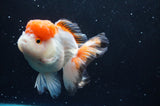 Thai Oranda  Tricolor 4.5 Inch (ID#422T2c-121) Free2Day SHIPPING