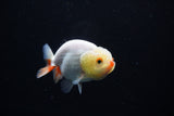 Ranchu  Red White 3 Inch (ID#1126R1c-74) Free2Day SHIPPING