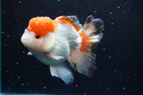 Thai Oranda  Tricolor 4.5 Inch (ID#422T2c-121) Free2Day SHIPPING