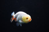 Ranchu  Red White 3 Inch (ID#1126R1c-74) Free2Day SHIPPING