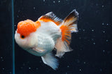 Thai Oranda  Tricolor 4.5 Inch (ID#422T2c-121) Free2Day SHIPPING