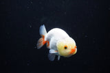 Ranchu  Red White 3 Inch (ID#1126R1c-74) Free2Day SHIPPING