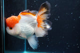 Thai Oranda  Tricolor 4.5 Inch (ID#422T2c-121) Free2Day SHIPPING