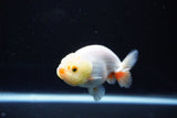 Ranchu  Red White 3 Inch (ID#1126R1c-74) Free2Day SHIPPING