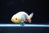 Ranchu  Red White 3 Inch (ID#1126R1c-74) Free2Day SHIPPING