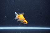 2Pack Baby Thai Oranda   2 Inch (ID#1029ToPTD-13) Free2Day SHIPPING