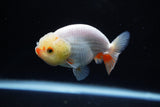 Ranchu  Red White 3 Inch (ID#1126R1c-74) Free2Day SHIPPING