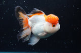 Thai Oranda  Tricolor 4.5 Inch (ID#422T2c-121) Free2Day SHIPPING