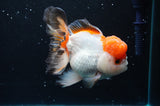 Thai Oranda  Tricolor 4.5 Inch (ID#422T2c-121) Free2Day SHIPPING
