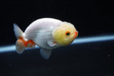 Ranchu  Red White 3 Inch (ID#1126R1c-74) Free2Day SHIPPING