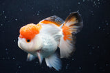 Thai Oranda  Tricolor 4.5 Inch (ID#422T2c-121) Free2Day SHIPPING