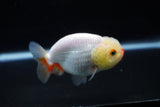 Ranchu  Red White 3 Inch (ID#1126R1c-74) Free2Day SHIPPING