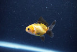 2Pack Baby Thai Oranda   2 Inch (ID#1029ToPTD-13) Free2Day SHIPPING