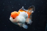 Thai Oranda  Tricolor 4.5 Inch (ID#422T2c-121) Free2Day SHIPPING